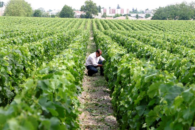 Vignoble AOC Pessac-Léognan du Château Luchey-Halde